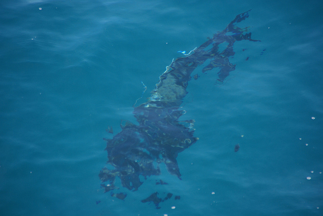Cairns_Diving_1450.jpg