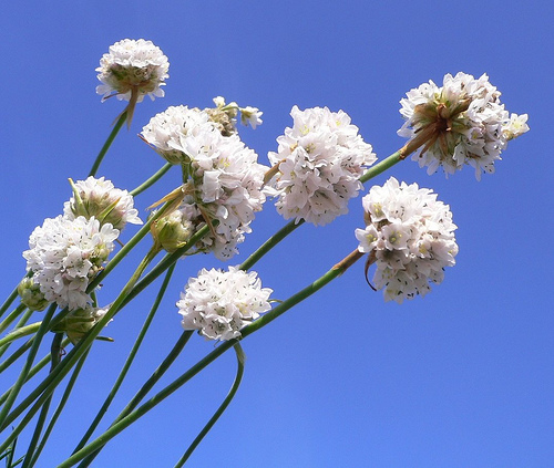 Send_Blomster_5328.jpg